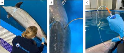 Gut microbiota of captive common bottlenose dolphins Tursiops truncatus gilli: influence of age, sex, birthplace, and contacts with dolphinarium visitors